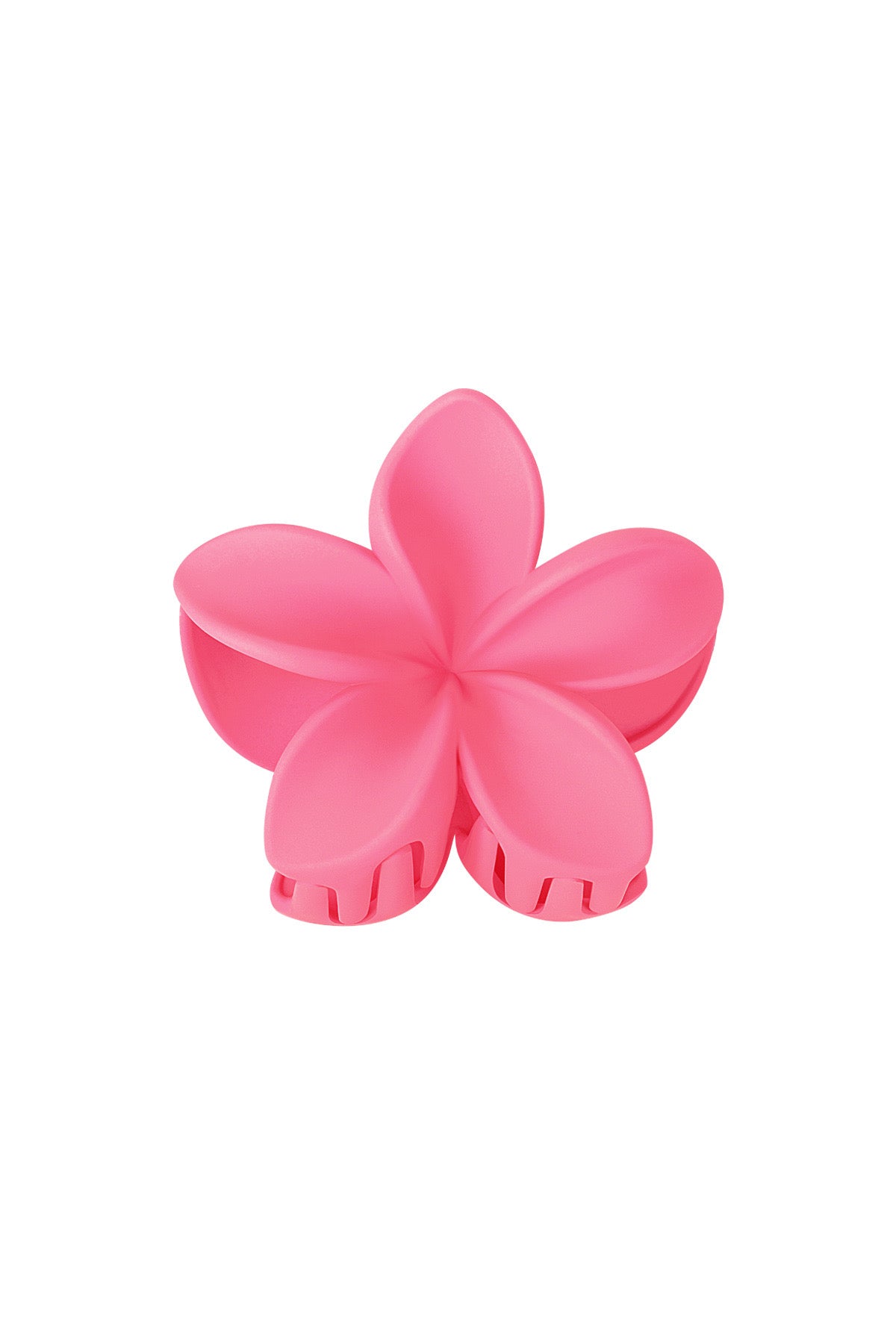 Haarklem bloem | fuchsia