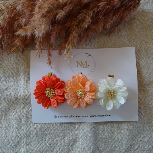 Alligator | Sunrise blossom